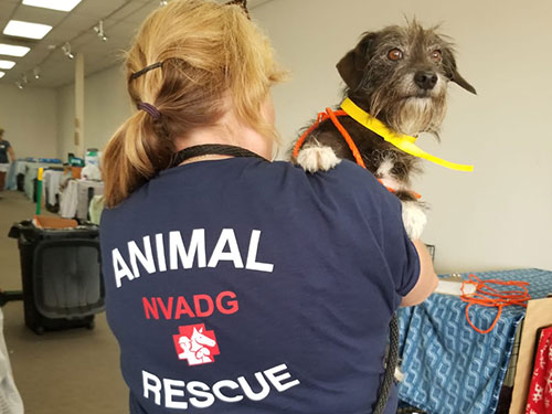 Rescue volunteer carrying dog