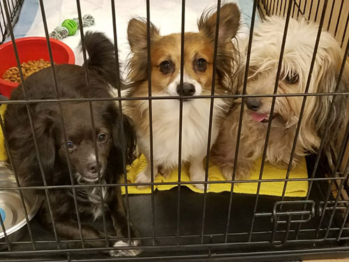 rescued dogs