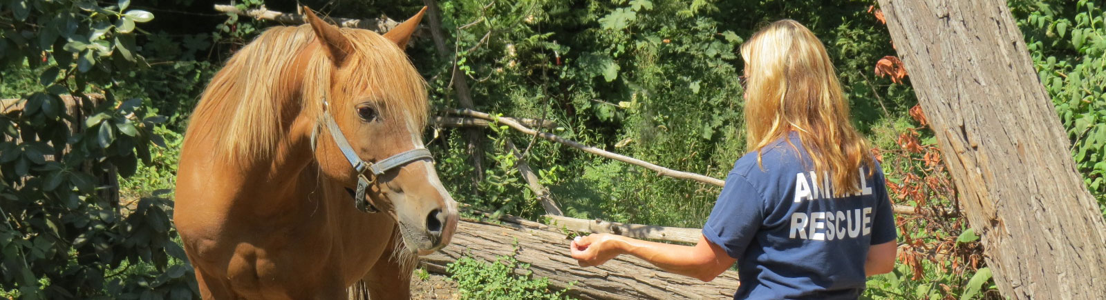 rescue volunteer helping a horse