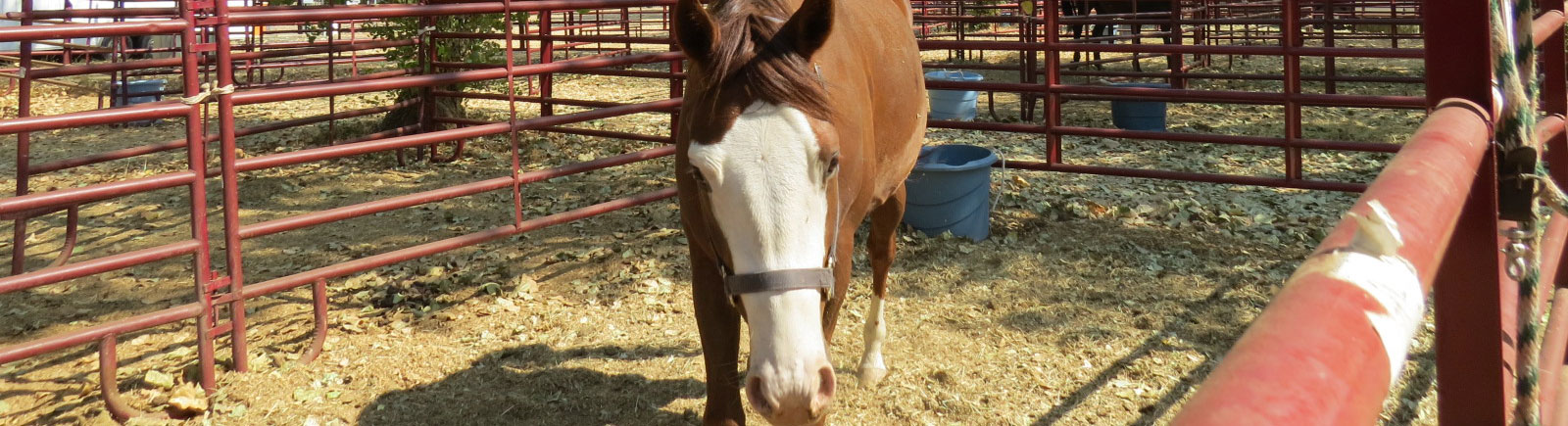 rescued horse