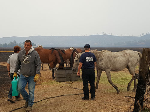 volunteers working with rescued horses