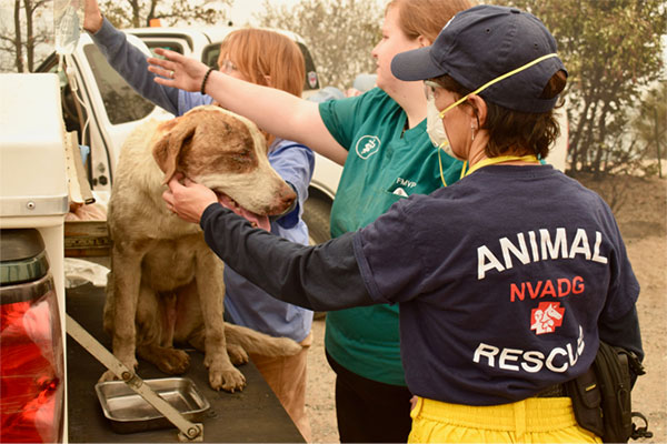 Volunteers helping rescue dogs