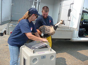 volunteers helping a bird