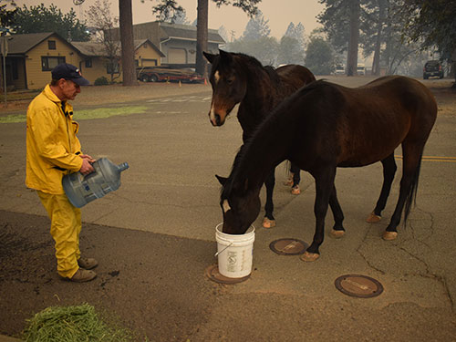 volunteer giving water to horses