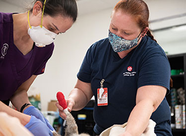 Volunteers working with rescued animal