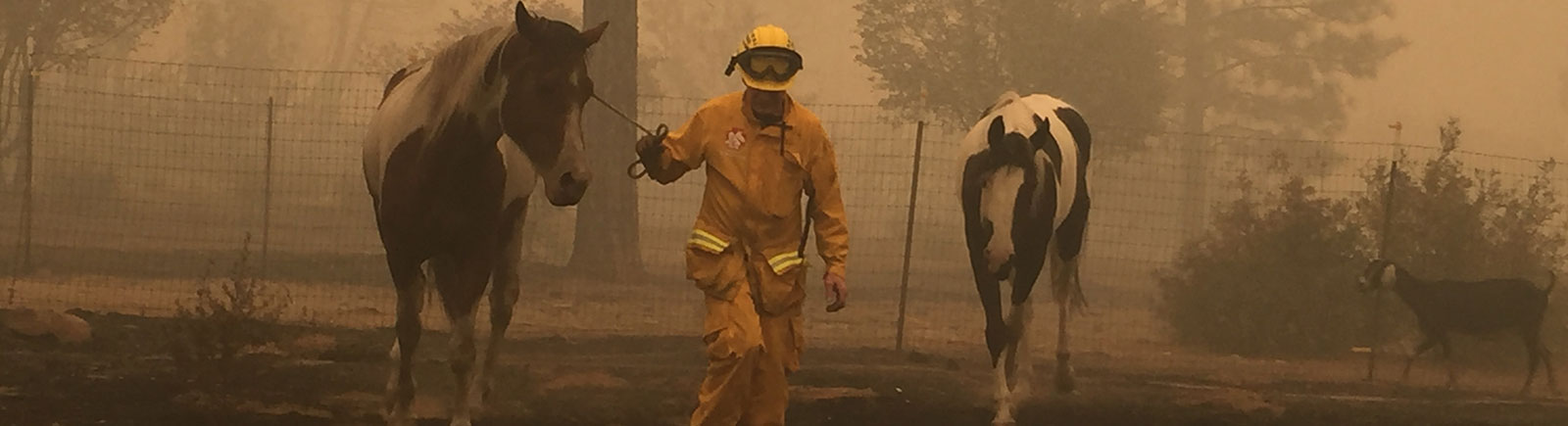 rescuer leading horses through smoky area