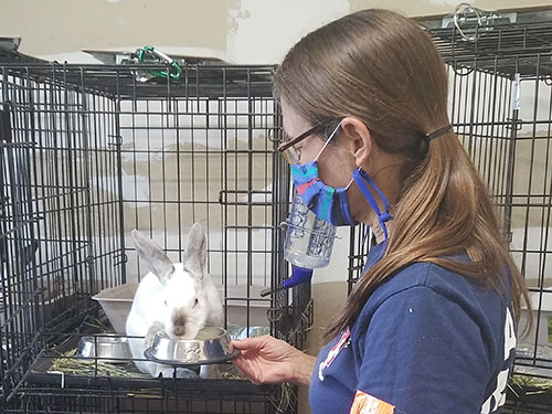 volunteer taking care of a rabbit