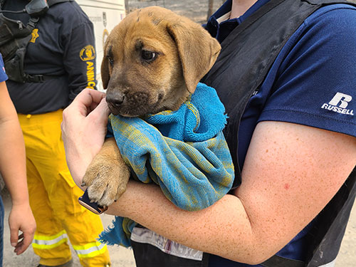 volunteer holding small brown puppy in a blue blanket