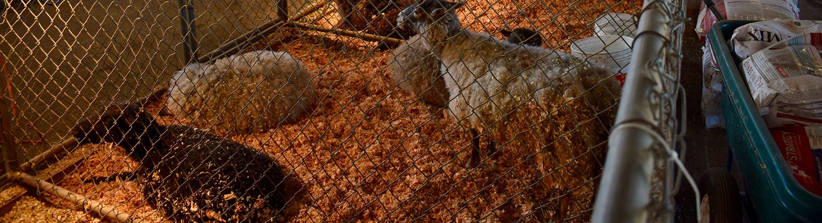 sheep in a gated area