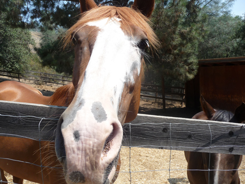 A brown and white horse looking into the camera very closely.