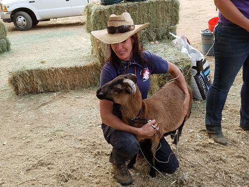 Woman volunteer holding goat
