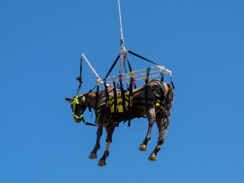 Mannequin of horse being raised by helicopter