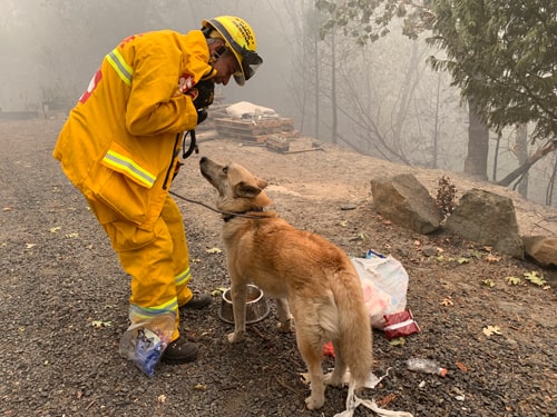 volunteer with dog