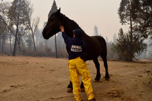 Woman with horse