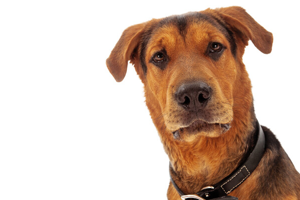 Dog looking at cameral