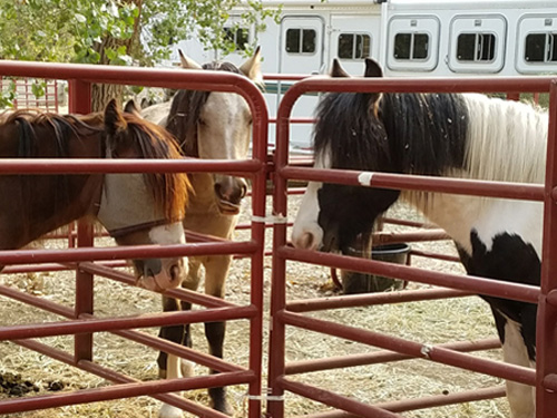 3 horses