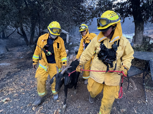 3 people walking a goat out of a burned area