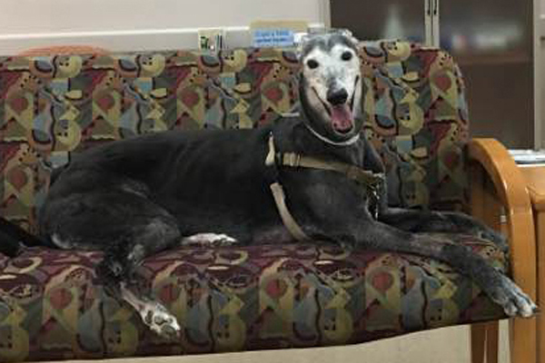 Greyhound sitting on a couch